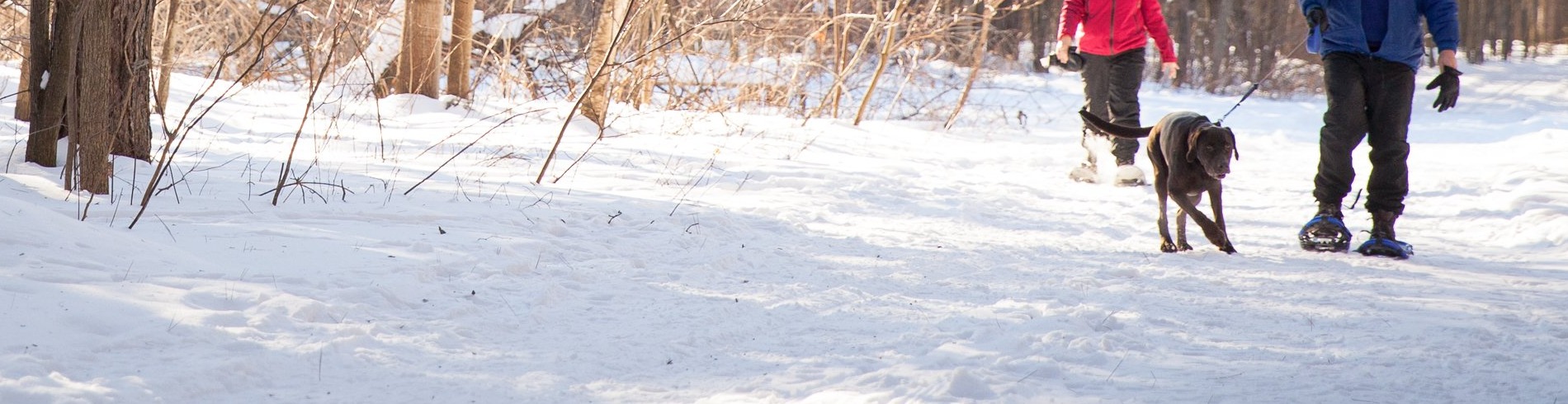 A couple with a dog snowshoes in the forest