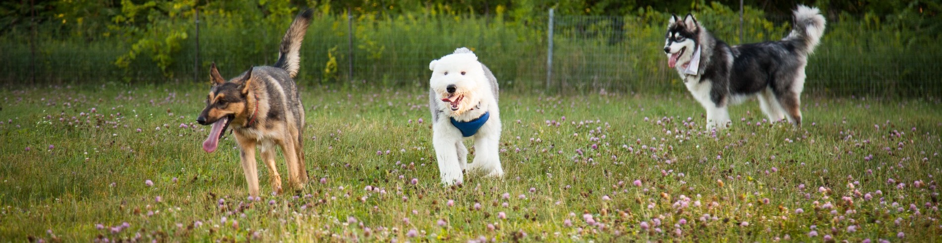 Chiens qui jouent au parc de chien sans laisse