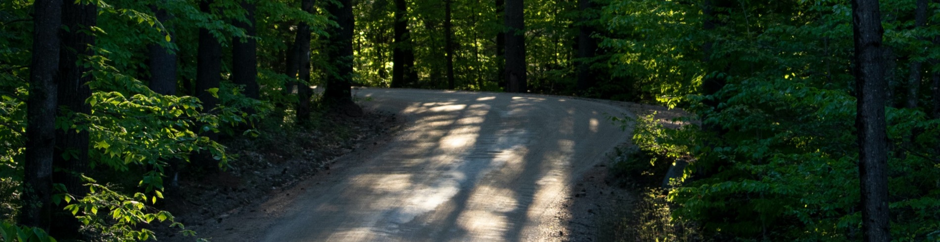 Long driveway in woods