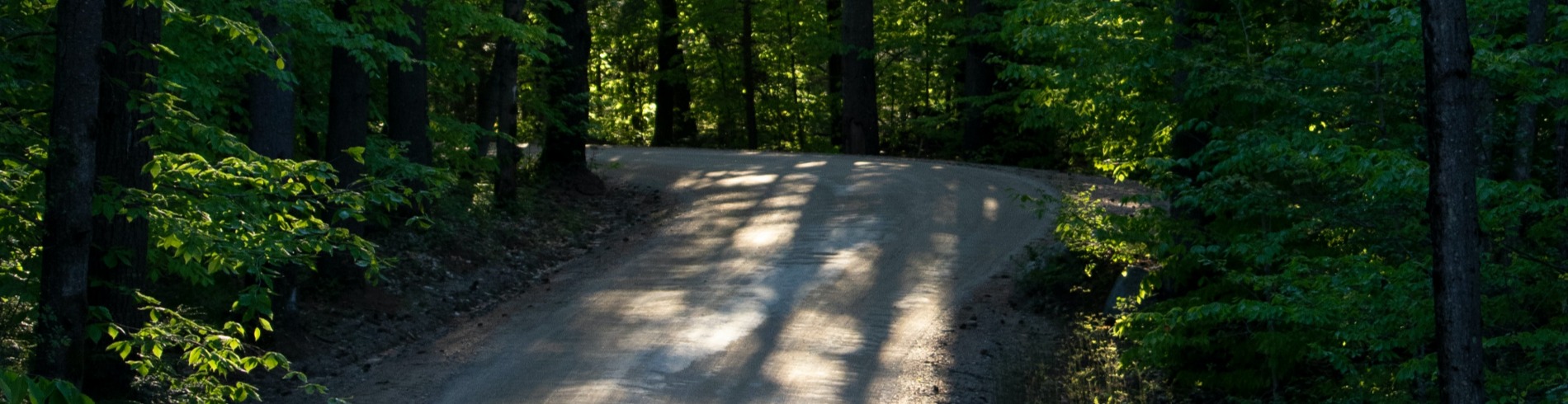 Longue entrée boisée