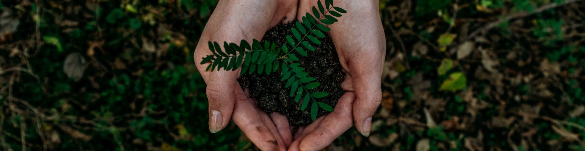 Plant in hands