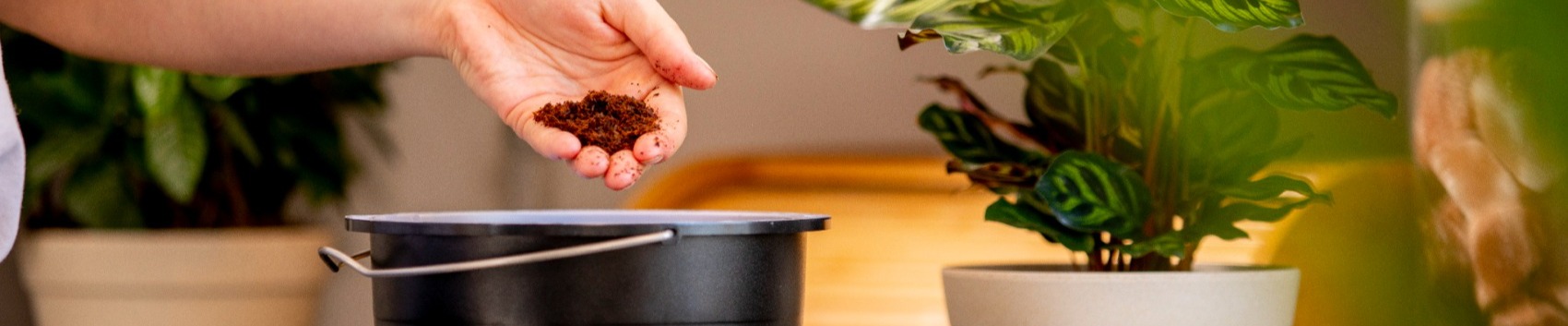 A potted plant on a kitchen counter.