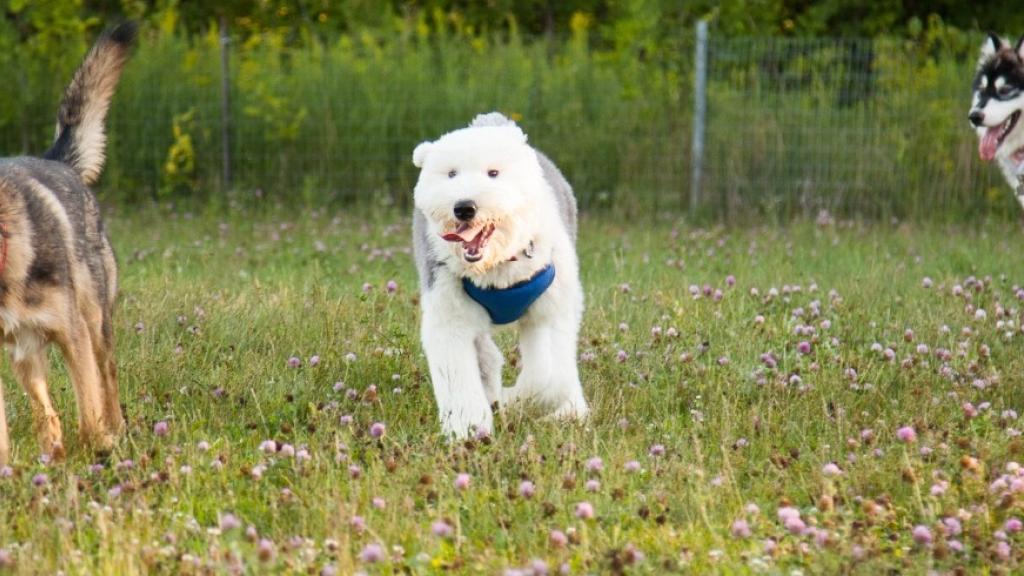 Three dogs running on a grassy field with flowers.