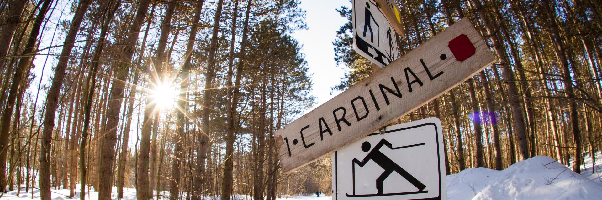 Trail signs in a snowy forest with sunlight filtering through trees.